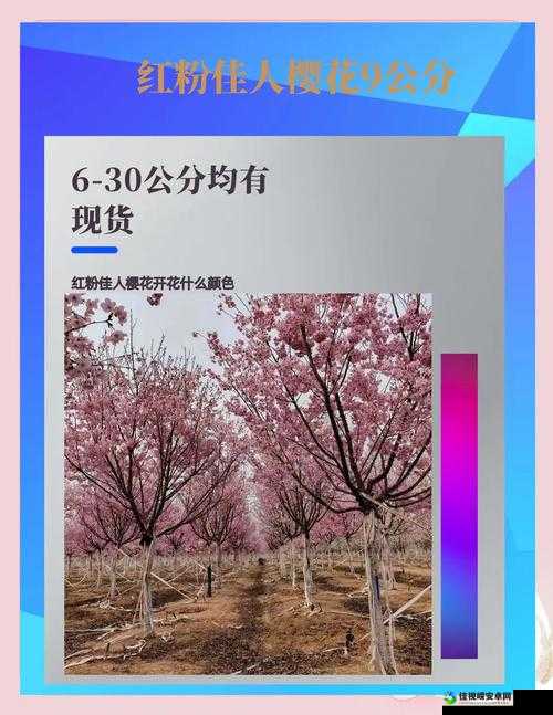 🌸国产极品🌸国产极品不止面子！从匠心到创新的硬核实力大揭秘