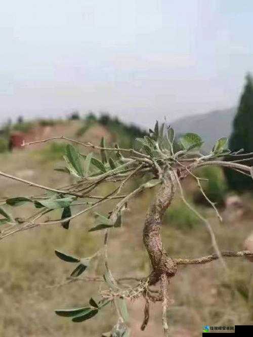 姜汁走绳刮开泬眼粗粝绳结磨肿：一门承载百年的坚韧传承
